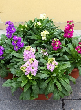 紫罗兰盆栽花苗庭院阳台花园阳台耐寒观花植物草本切花带花苞发货