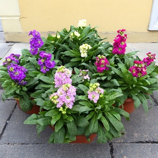 紫罗兰盆栽花苗庭院阳台花园阳台耐寒观花植物草本切花带花苞发货