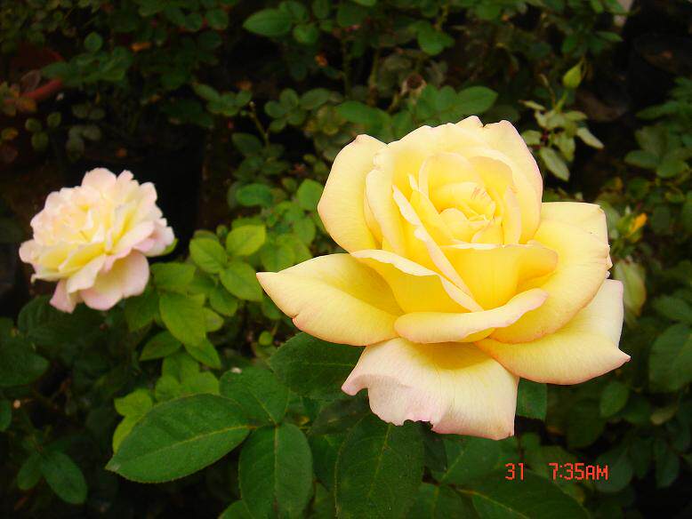 月季种植中心--灌木月季--黄和平(2年苗)土球发货