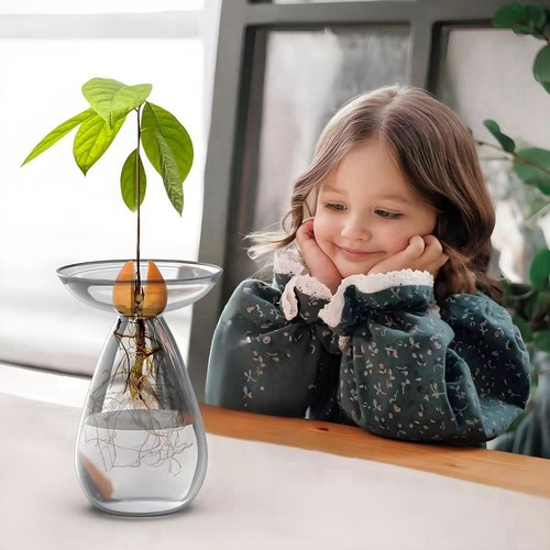 牛油果水培花瓶透明玻璃