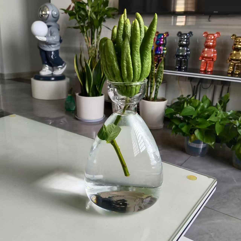 水培佛手柑透明玻璃花瓶