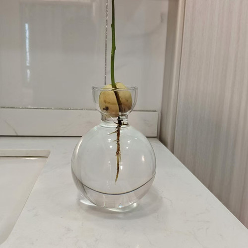 想要养好牛油果瓶子是关键