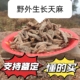 野外生长贵州发货天麻2年生长包无硫马尿味浓支持鉴定100克 包邮