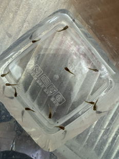 阿萨姆酒红雷龙鱼苗淡水冷水观赏猛鱼互动性强宠物鱼可批可零