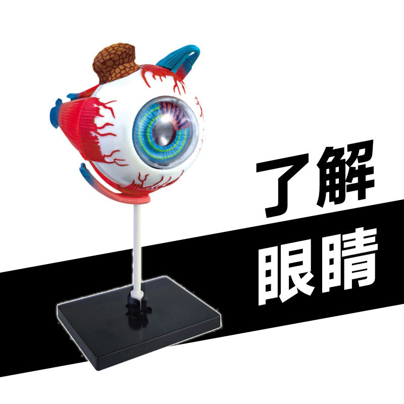 4D人体眼球模型眼睛结构解剖教学教具医学眼科学实验器材可拆卸