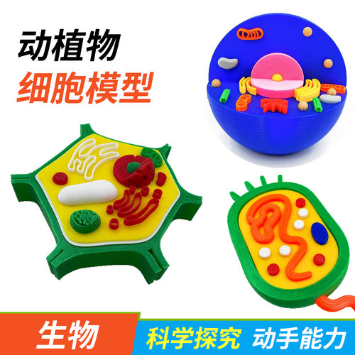 动物细胞植物细胞模型