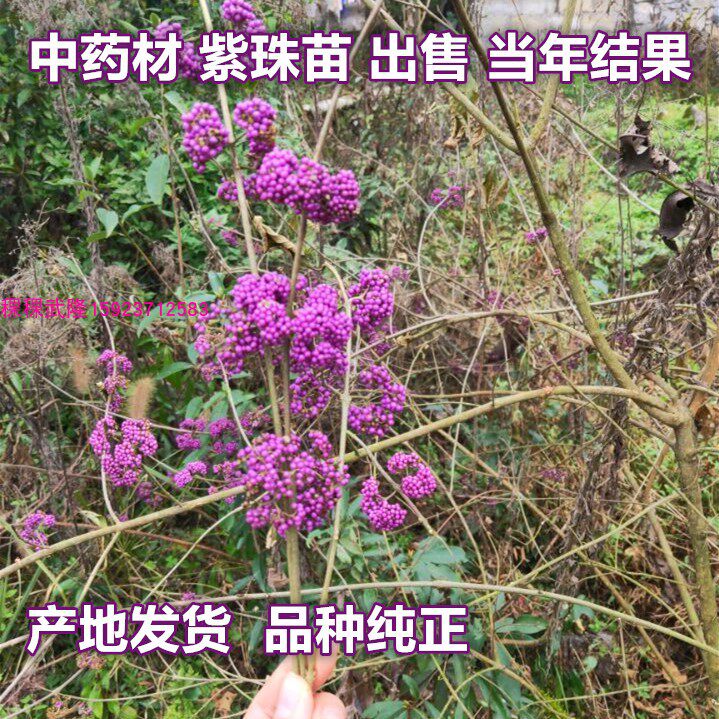 重庆紫珠 地栽盆栽灌木花苗庭院花园植物 紫珠种苗多年生植物盆栽