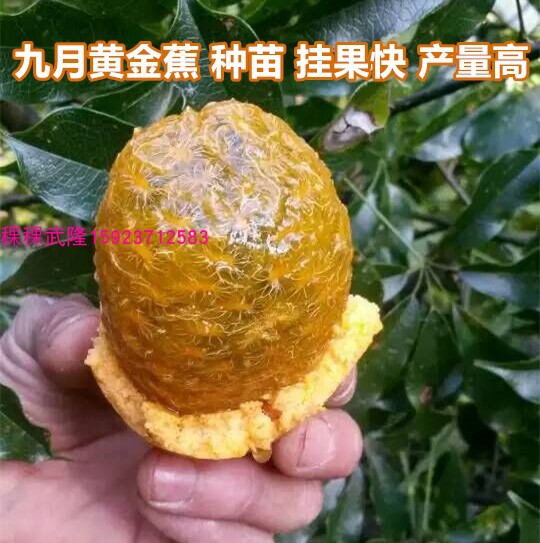 野生水果树苗牛卵黄蜡九月