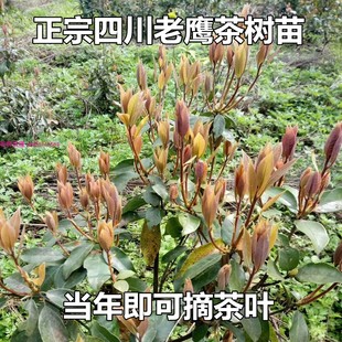 四川老鹰茶苗老荫茶树苗老鹰茶嫩茶叶红茶白茶树苗 盆栽地栽树苗