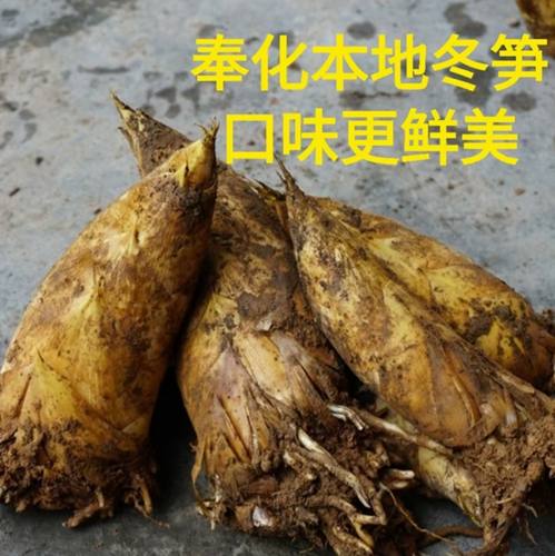 奉化高山野生冬笋鲜嫩无涩味