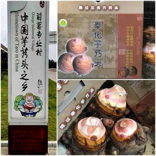 25年当季 新鲜挖正宗奉化芋艿头小奶香芋子粉糯宁波溪口特产礼盒