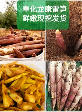 26年当季浙江奉化特产冬砻糠雷笋新鲜农家春竹笋现挖腌笃鲜嫩包邮