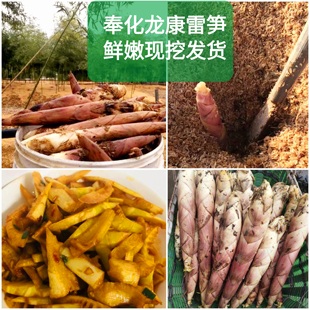 26年当季浙江奉化特产冬砻糠雷笋新鲜农家春竹笋现挖腌笃鲜嫩包邮