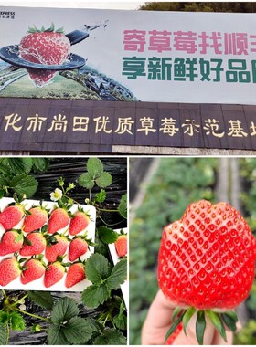 26年奉化尚田章姬奶油草莓香甜宁波当季水果礼特产现摘顺丰同城