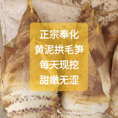 现挖奉化春笋黄泥拱毛竹笋甜嫩