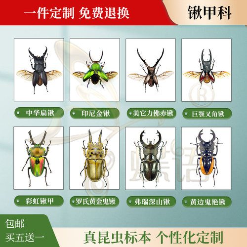 真昆虫甲虫标本锹甲彩虹锹鬼艳锹
