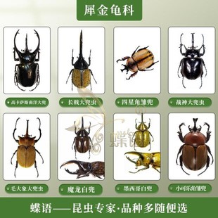 蝶语：犀金龟科 长戟南洋兔子大兜虫毛象姬兜真昆虫甲虫标本定制