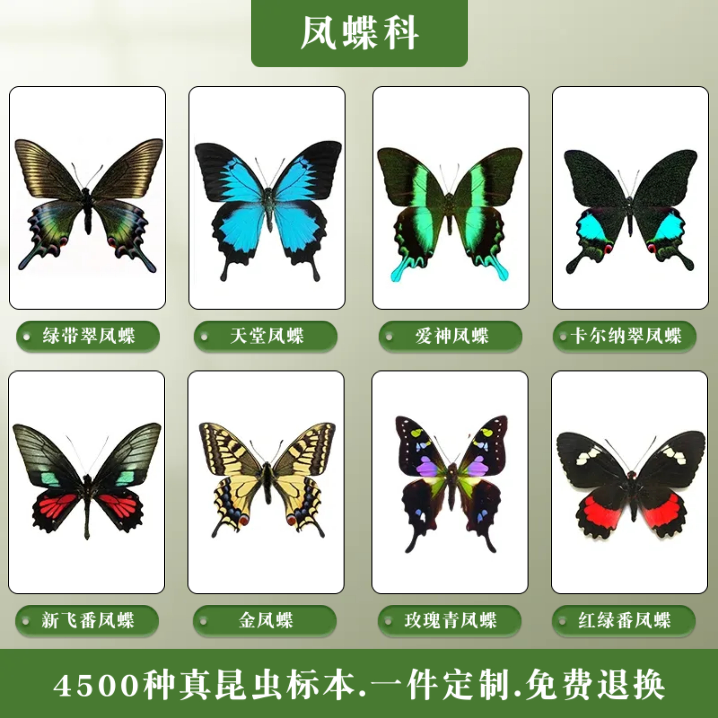 进口蝴蝶标本品种全质量好
