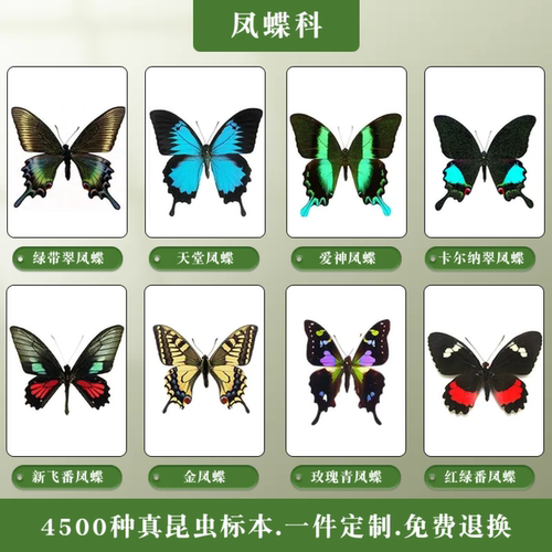进口蝴蝶标本品种全质量好