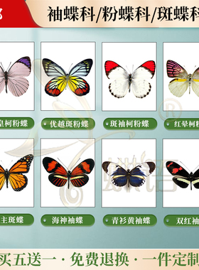 蝴蝶标本中国进口透明盒装
