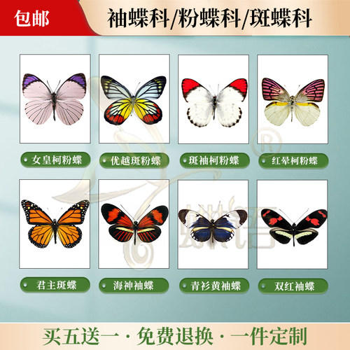 蝴蝶标本中国进口透明盒装