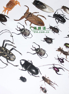 真昆虫品种多有全科普教育