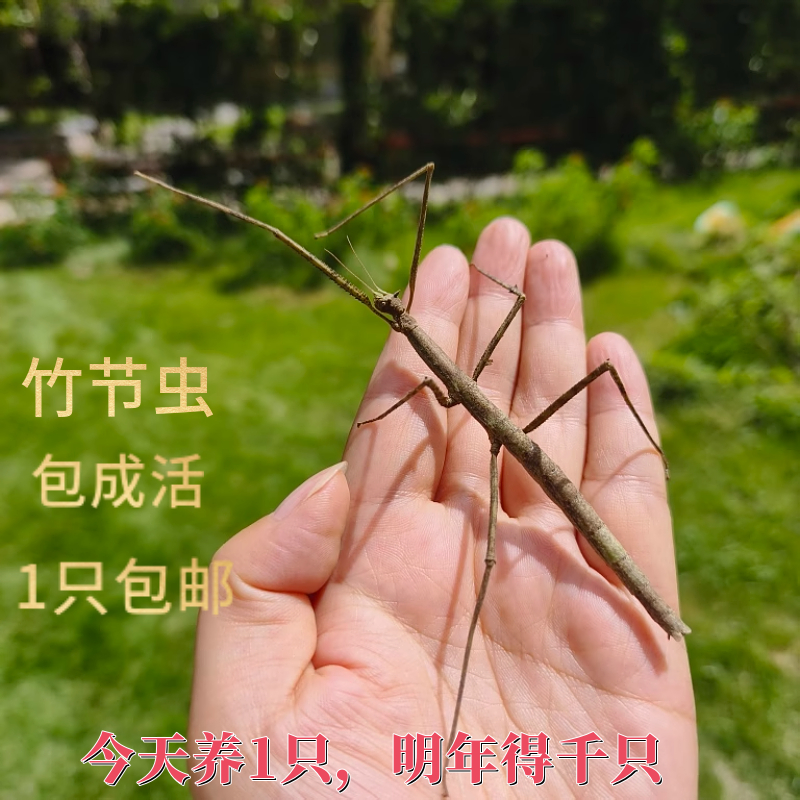 活体竹节虫包活可补发蝶语