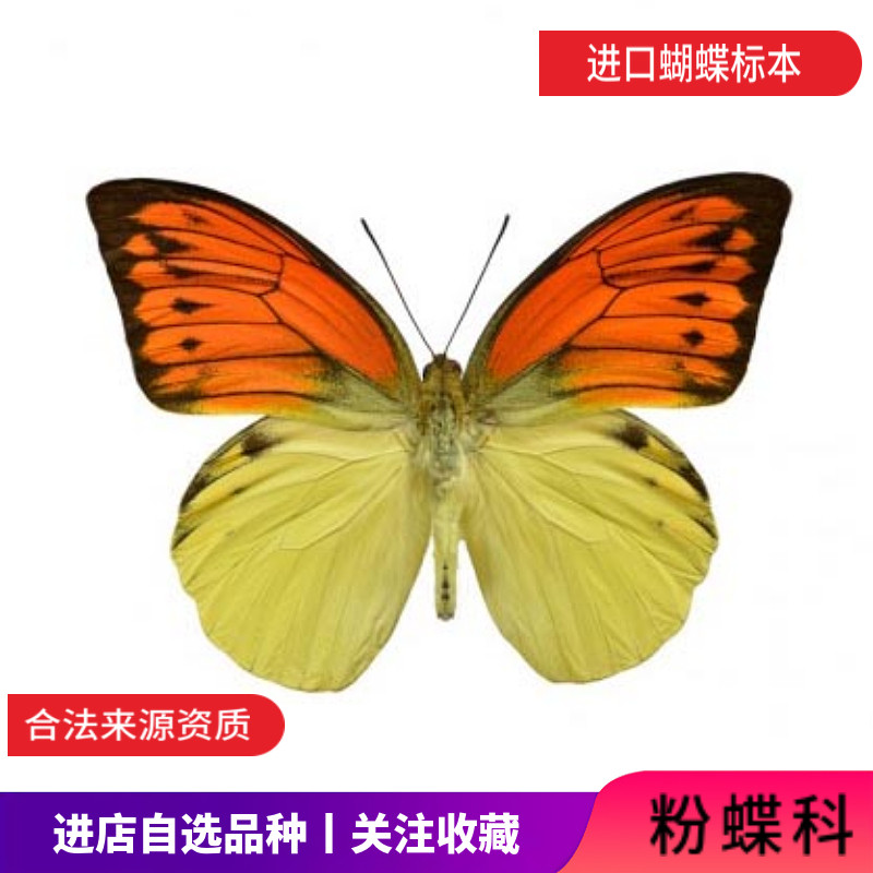 蝶语粉蝶科天然蝴蝶标本真昆虫教具教学diy原蝶未展翅自选品种 蝶语昆虫博物馆 淘优券