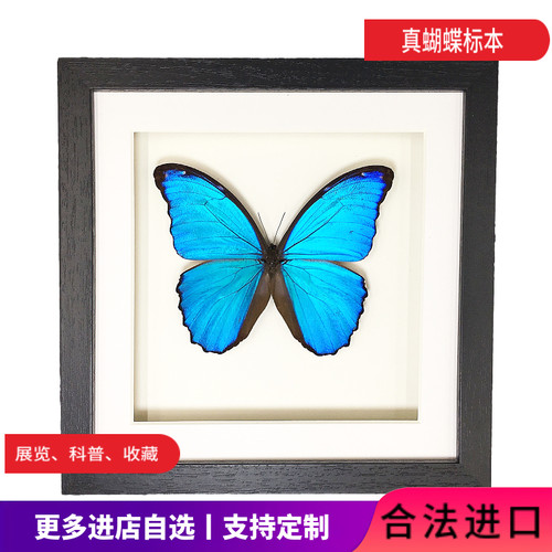 昆虫蝴蝶大蓝闪蝶标本相框真虫