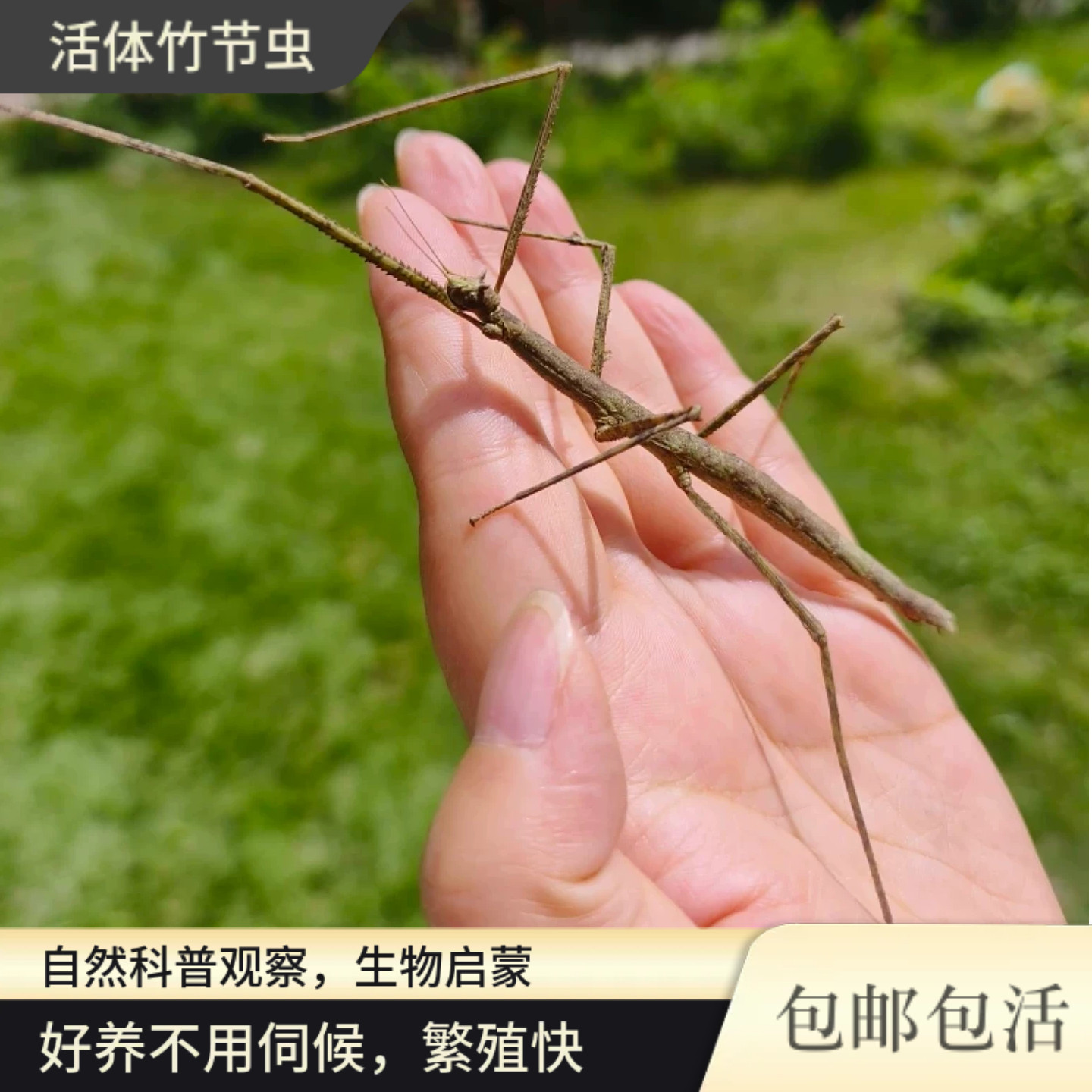 蝶语拟态活体昆虫竹节虫好养耐活萌宠物自然观察科普展览儿童礼物