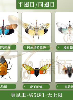 蝶语昆虫蝴蝶螳螂甲虫标本品种多