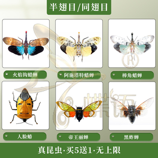 蝶语： 真昆虫标本半翅目同翅目蝉甲虫蝴蝶礼品物科普展览昆虫馆