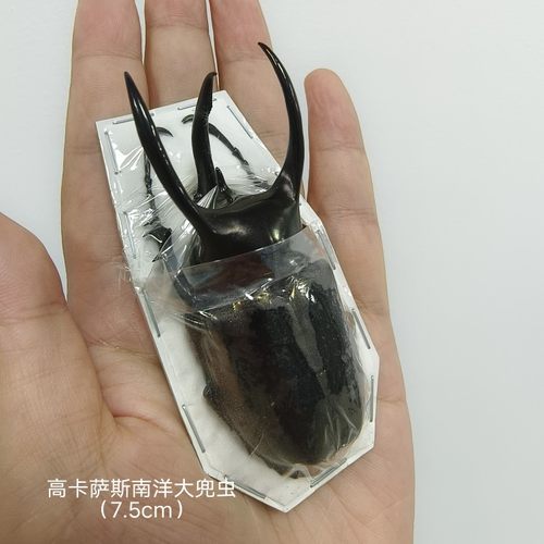 蝶语：高卡萨斯南 亚特拉萨南洋大兜虫 犀金龟科真昆虫标本