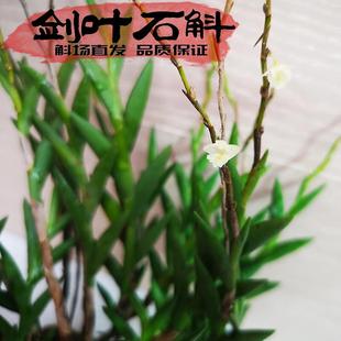 剑叶石斛缅甸原生进口盆景观赏不易落叶奇特叶子似剑适应力强好活