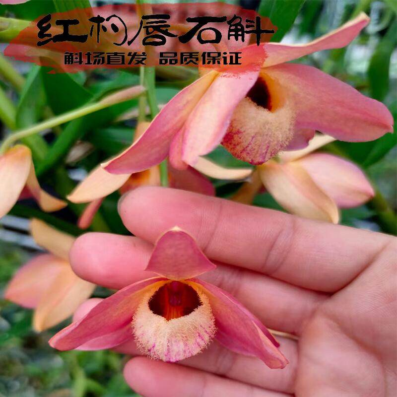 红杓唇石斛蜡质花中花多粉紫大富贵兰花盆栽植物大高株型石斛品种