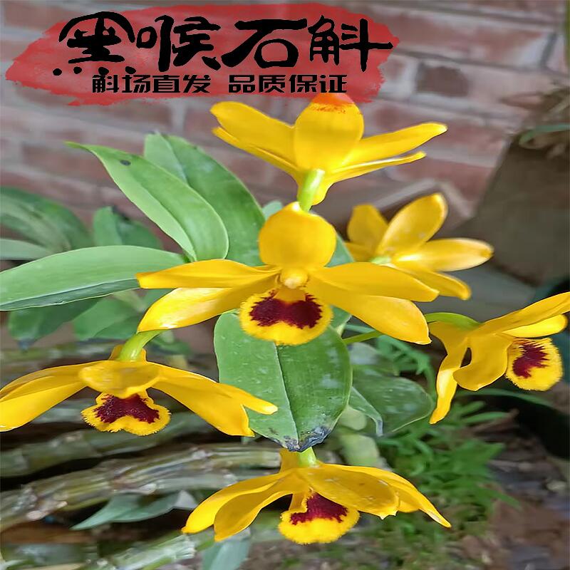 黑喉石斛苗稀有品种花姿飘逸治愈心灵祝福之花保证对版花艳丽明黄
