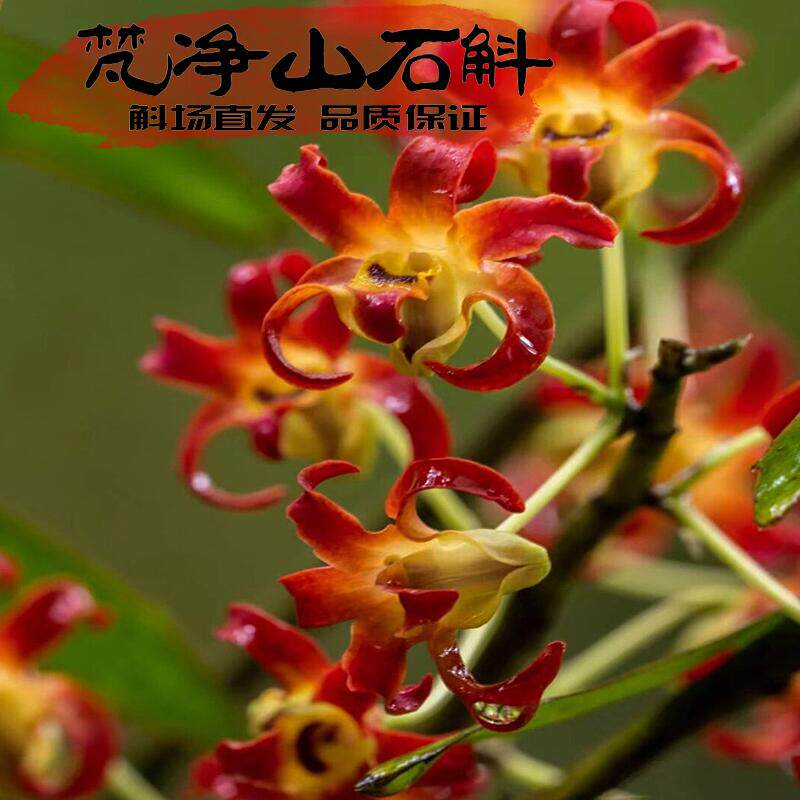 梵净山石斛花盆栽石斛兰花卉绿植桌面盆景室内客厅小植物石斛花苗