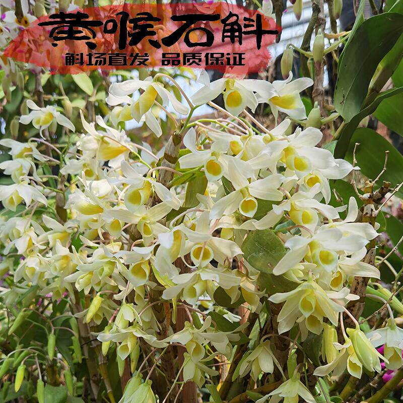 黄喉石斛苗越南纯正原生种花鹅黄色雅致淡香稀有品种浪漫多姿易活