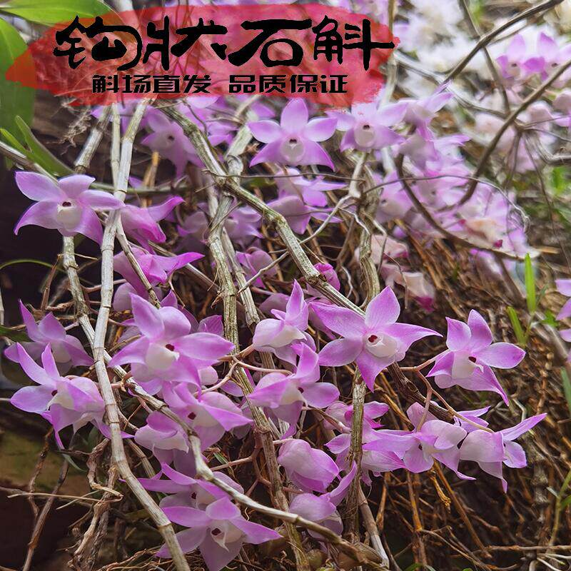 钩状石斛苗非重唇紫皮正宗钩状稀有品种手慢无限量上架开花超美！