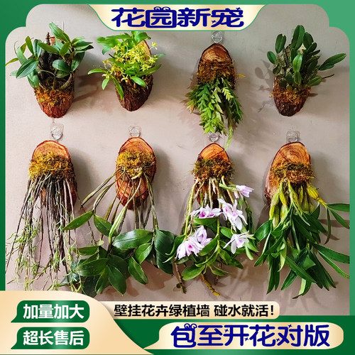 七彩香水石斛兰懒人浓香产地直发