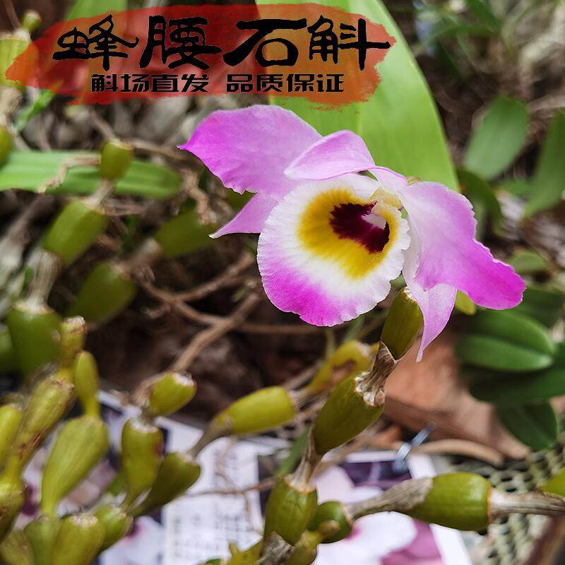 蜂腰石斛兰苗老挝原苗花色漂亮稀有品种淡香耐看品种名贵株型优美