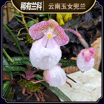 玉女兜兰冰清玉洁的植物开花粉嫩