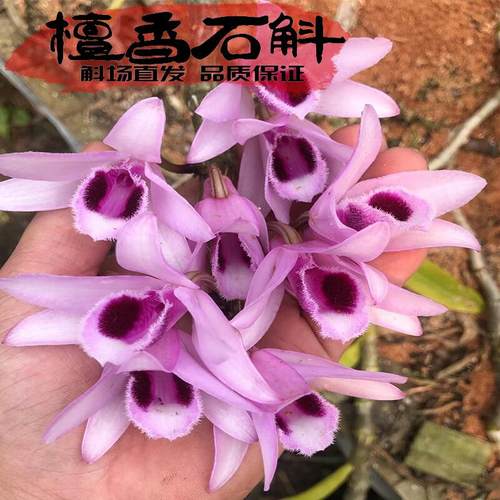 檀香苗名贵兰花新品药用稀有石斛