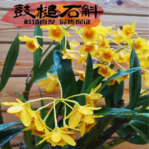 棒槌石斛鼓槌超级好养花香黄色花