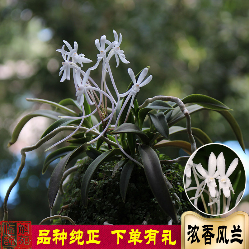 花浓香风兰品种纯生命力强易打理