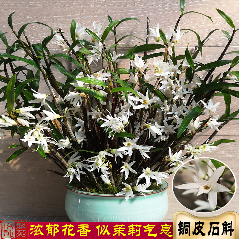 铜皮石斛苗云南特有矮胖品种浓香花似茉莉香直立型可药用食用枫斗 鲜花速递/花卉仿真/绿植园艺 时令草本花卉 原图主图