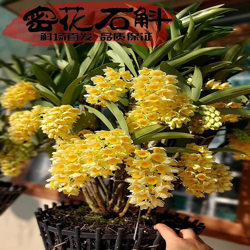 密花石斛成串花花稀有品种枝条云南屏边种源收藏型斛苗养护超简单