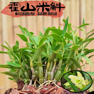 正宗霍山米斛苗霍山石斛苗盆景鲜条胜铁皮石斛苗摆件植物熬汤泡茶