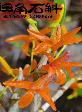 独角石斛兰原生苗品种纯正花色漂亮红色花朵稀有高贵典雅春节开花
