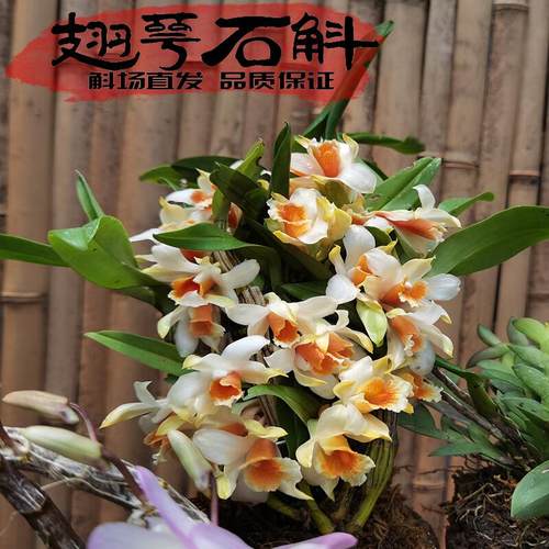 翅萼石斛水果石斛漂亮蜡质花浓香